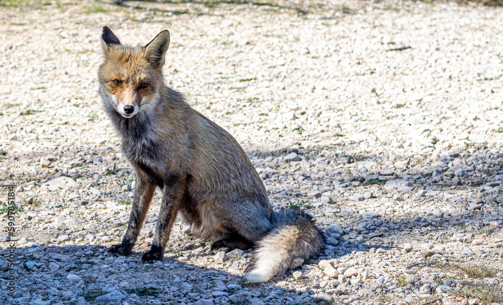 Red Fox Red Fox