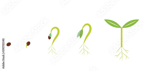 種が発芽して育つ過程、アイコン風のイラスト