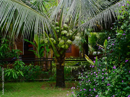 Crown of a coconut tree bearing green fruits, view from below. Sustainable agriculture.