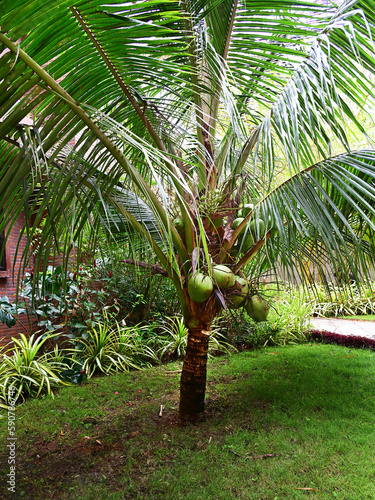 Crown of a coconut tree bearing green fruits, view from below. Sustainable agriculture.