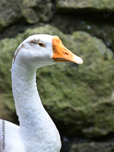 Closeup of a goose against a stone wall.