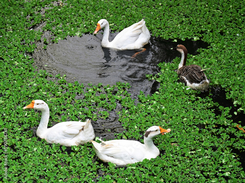 Domestic geese idling in water, top view.