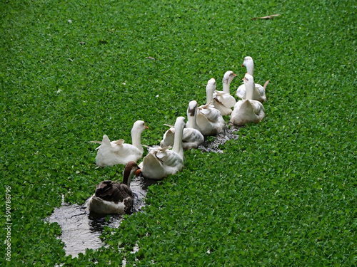 Domestic geese idling in water, amongst salvinia, top view.