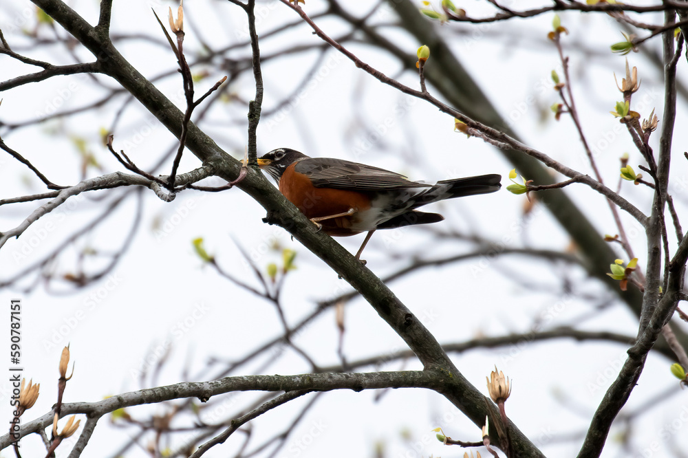 robin on branch robin on branch