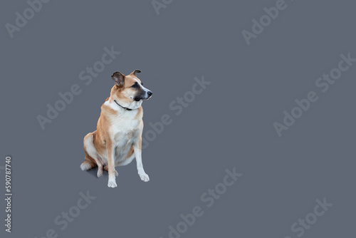 Happy, curious mixed breed dog isolated on colorful background