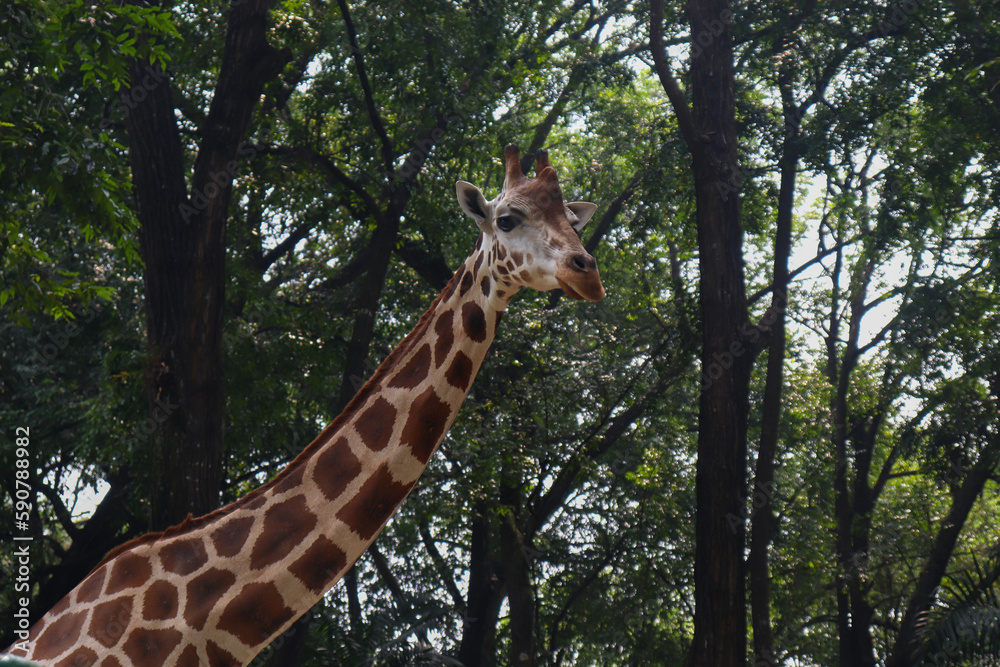 Fototapeta premium A Long Giraffe Neck with Trees and Nature in the Background