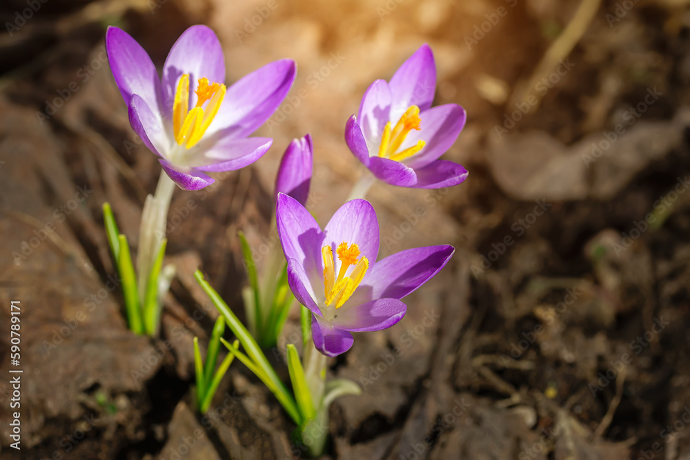 Purple Crocus Flowers in Spring. High quality photo... Purple Crocus Flowers in Spring. High quality photo...