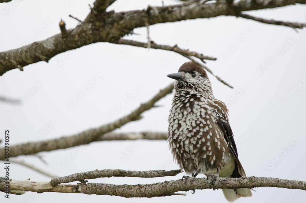 Spotted nutcracker Nucifraga caryocatactes japonica. Spotted nutcracker Nucifraga caryocatactes japonica.