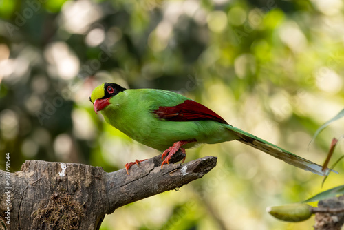 Common green magpie or Cissa chinensis observed in Latpanchar in West Bengal, India photo