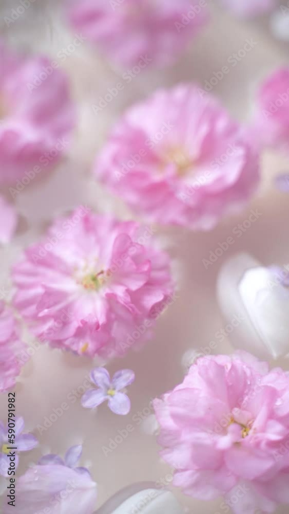 Pink and white cherry blossoms, lilac flowers, and tulip petals floating in the water with a soft pastel background Pink and white cherry blossoms, lilac flowers, and tulip petals floating in the water with a soft pastel background