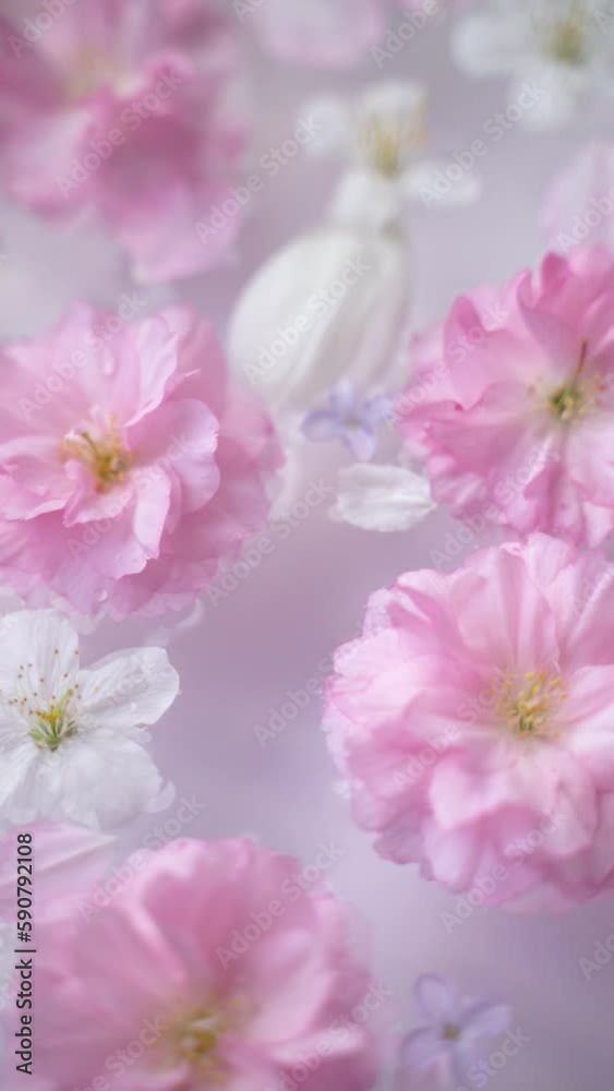 Pink and white cherry blossoms, lilac flowers, and tulip petals floating in the water with a soft pastel background Pink and white cherry blossoms, lilac flowers, and tulip petals floating in the water with a soft pastel background