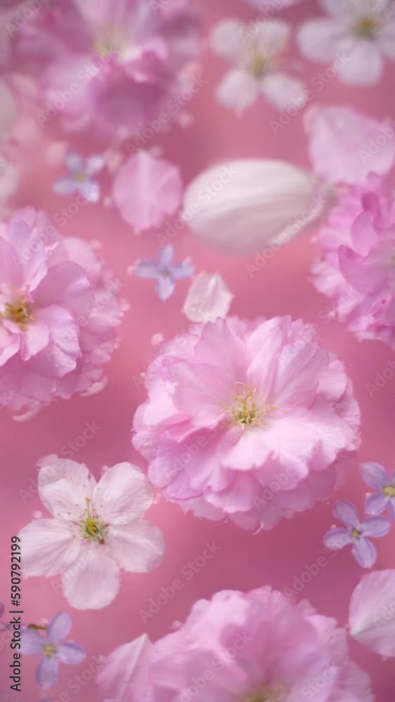 Pink and white cherry blossoms, lilac flowers, and tulip petals floating in the water with a soft pastel pink background