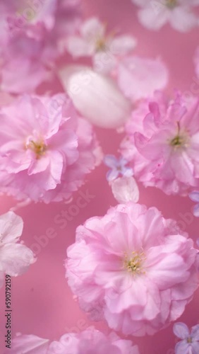 Pink and white cherry blossoms, lilac flowers, and tulip petals floating in the water with a soft pastel pink background