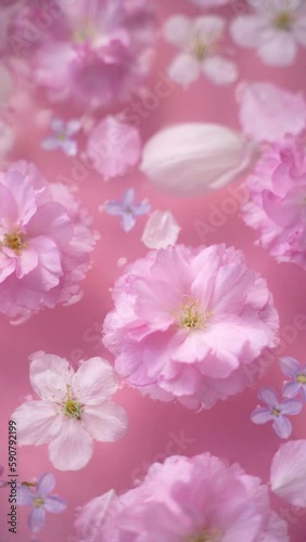 Pink and white cherry blossoms, lilac flowers, and tulip petals floating in the water with a soft pastel pink background