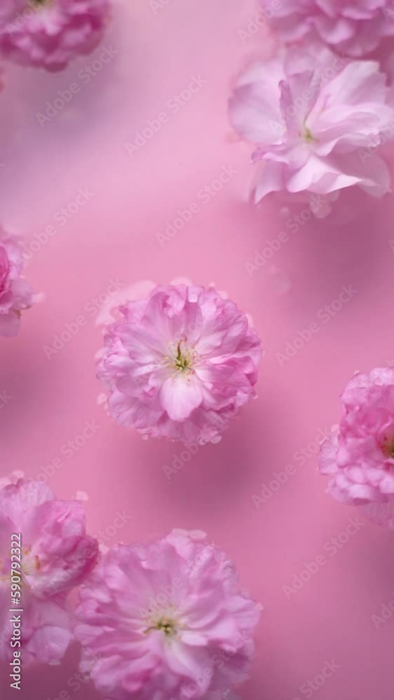 Pink cherry blossoms floating in the water with a soft pastel pink background Pink cherry blossoms floating in the water with a soft pastel pink background
