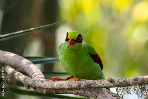 Common green magpie or Cissa chinensis observed in Latpanchar in West Bengal, India photo