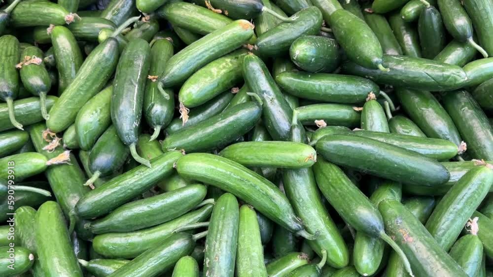 Cucumber at the grocery counter. Pile of fresh cucumbers Cucumber at the grocery counter. Pile of fresh cucumbers