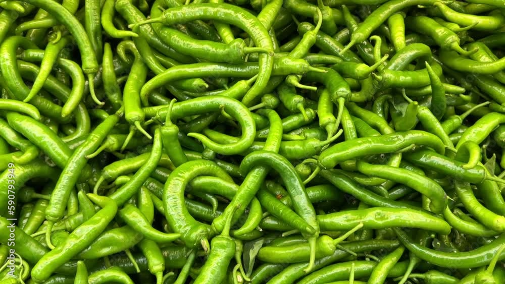 Sweet pepper at the grocery counter. Pile of fresh green peppers Sweet pepper at the grocery counter. Pile of fresh green peppers