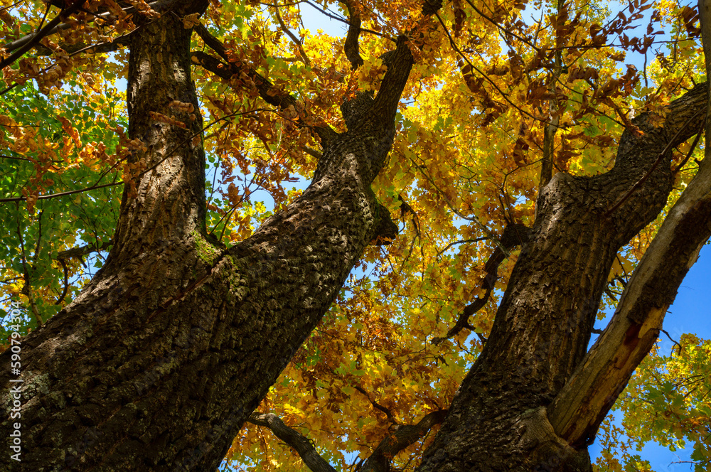 Fototapeta premium Autumn bright oak leaves with branches against the blue sky.