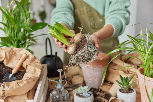 Cropped image of unrecognizable female botanist holds bulb plant with roots reports to bigger size pot to allow it to grow larger stands near bags of soil and potted flowers. Indoor garden care