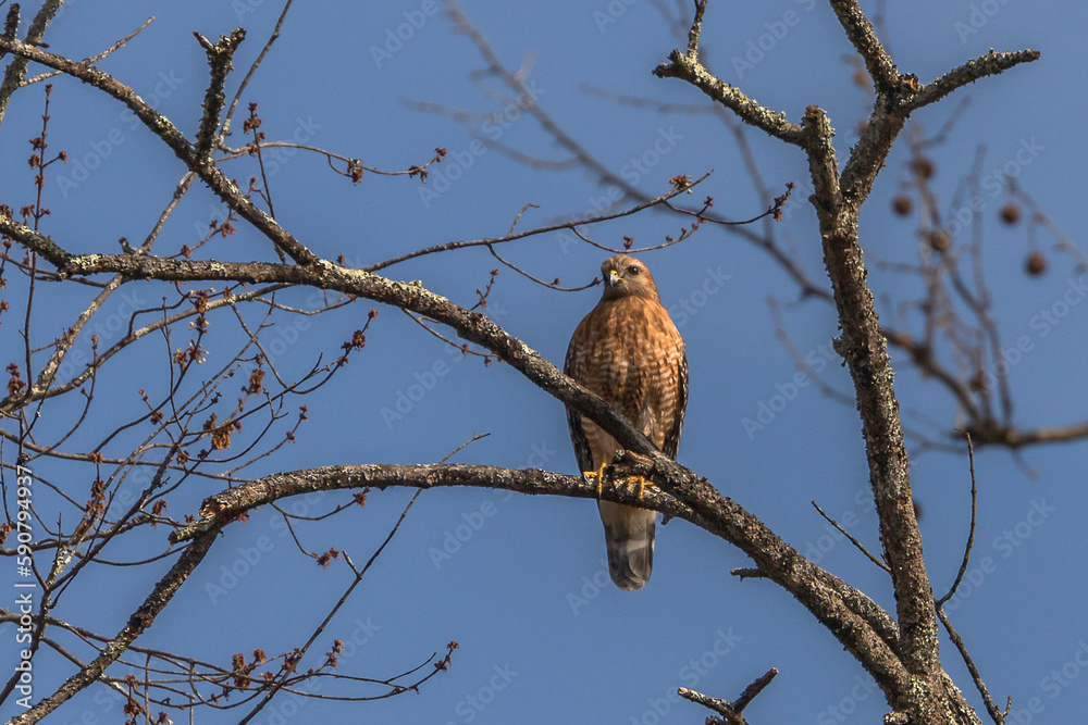 Red- shouldered Hawk watches for prey from a tree branch Red- shouldered Hawk watches for prey from a tree branch