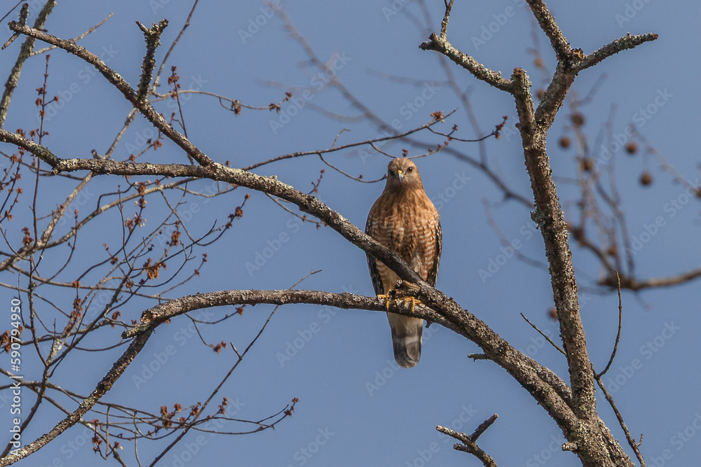 Red- shouldered Hawk watches for prey from a tree branch Red- shouldered Hawk watches for prey from a tree branch