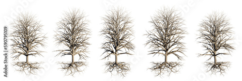 trees with roots  leafless plants  isolated on transparent background