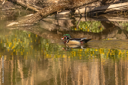 Male Wood Duck swims through the water of the river