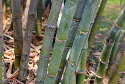 Green bamboo trees. Bamboo culm