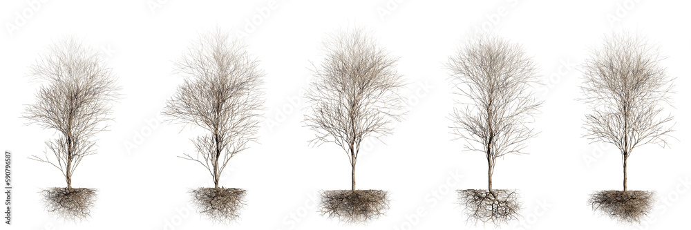 autumn trees with roots, leafless plants, isolated on transparent background