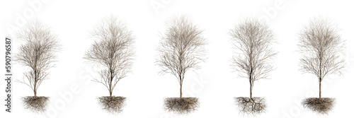 Obraz na płótnie autumn trees with roots, leafless plants, isolated on transparent background w salonie