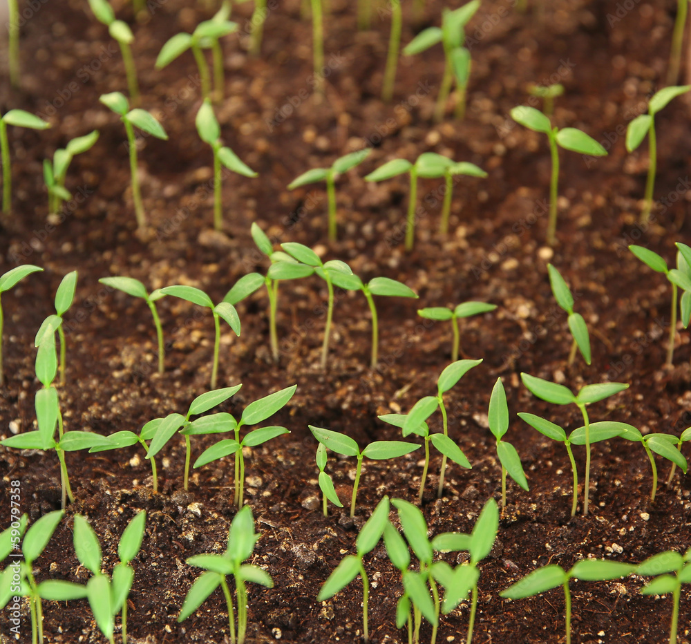 seedlings grow in the ground, plant care, earth day, sprouts sprout