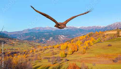 Photography Red tailed hawk flying over the autumn forested mountain slope