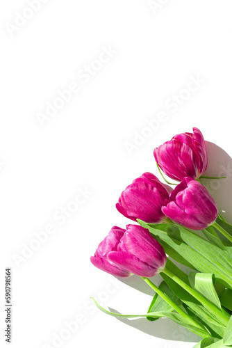 Beautiful tulip flowers bouquet closeup on white background with shadow. Spring floral and greeting card theme. Nature concept. Minimal style