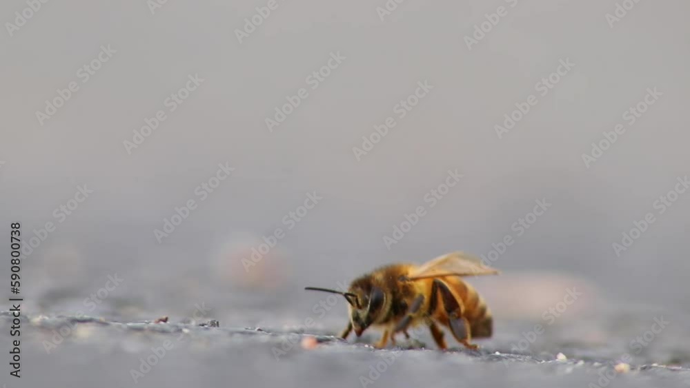 Single bee on ground grooming wings and legs before collecting pollen as important pollinator for honey production in close-up macro view with detailed wings and bee body in low angle view on street Single bee on ground grooming wings and legs before collecting pollen as important pollinator for honey production in close-up macro view with detailed wings and bee body in low angle view on street