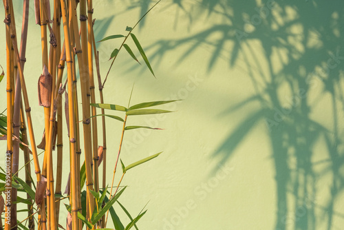 Fototapeta Naklejka Na Ścianę i Meble -  Sunlight and Shadow on surface of Golden Bamboo tree near green concrete wall background in home gardening area