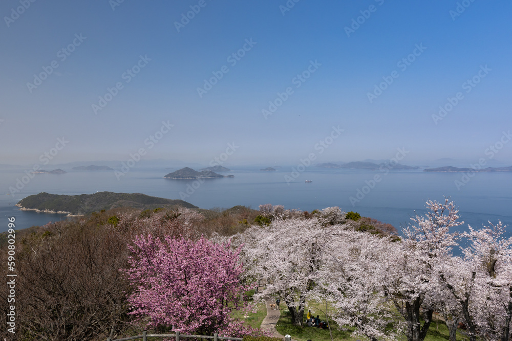 紫雲出山（しうでやま）の桜と山頂からの眺め（香川県三豊市）