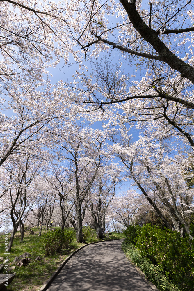 紫雲出山(しうでやま)の桜(香川県三豊市) 紫雲出山(しうでやま)の桜(香川県三豊市)
