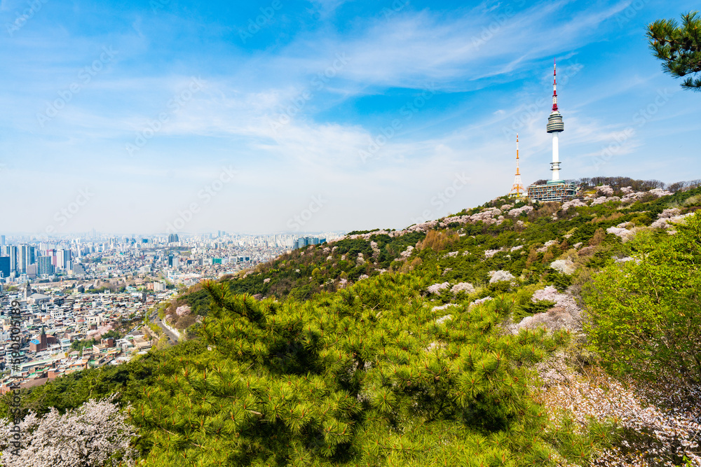 Obraz premium 봄꽃이 가득한 남산 풍경
