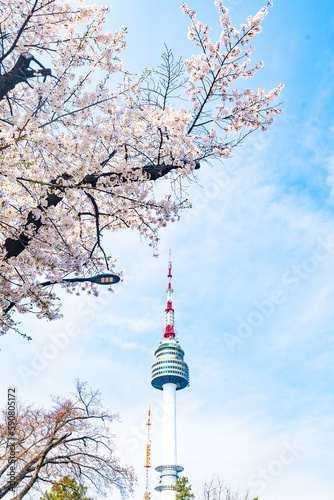 봄 벚꽃이 만발하던 날, 남산 서울타워가 보이는 풍경