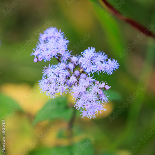 forget me not flowers