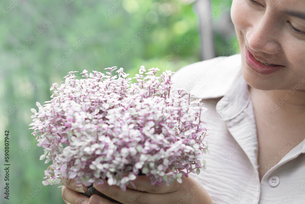 Closeup woman hand holding creeping Inch plant with happy filling, selective focus Closeup woman hand holding creeping Inch plant with happy filling, selective focus