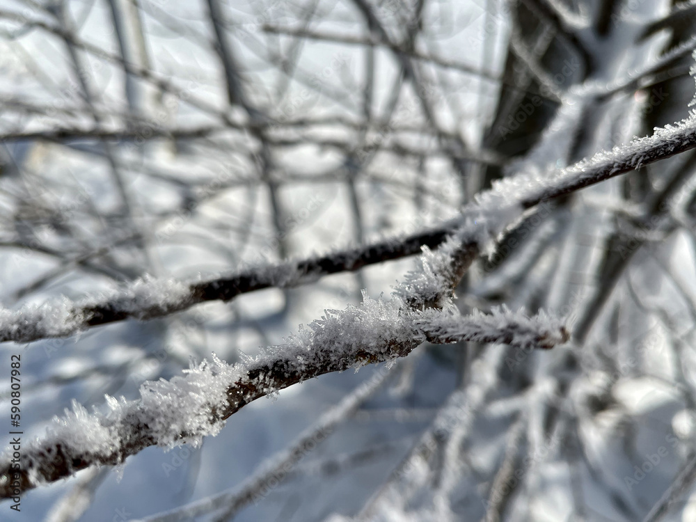 Eiskristalle im Winter auf einem Ast