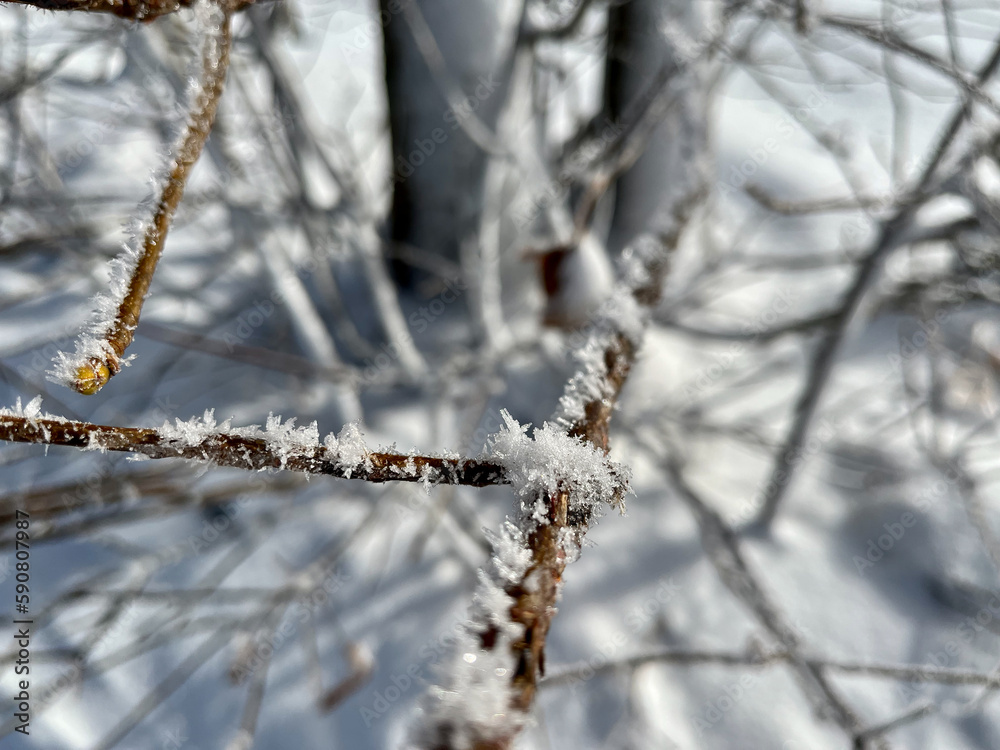 Eiskristalle auf einem Ast im Winter Eiskristalle auf einem Ast im Winter
