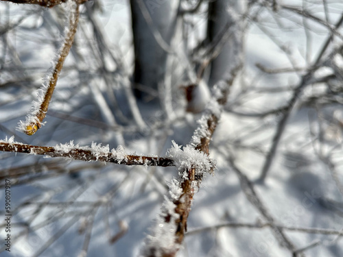 Eiskristalle auf einem Ast im Winter © Ho. Sch.
