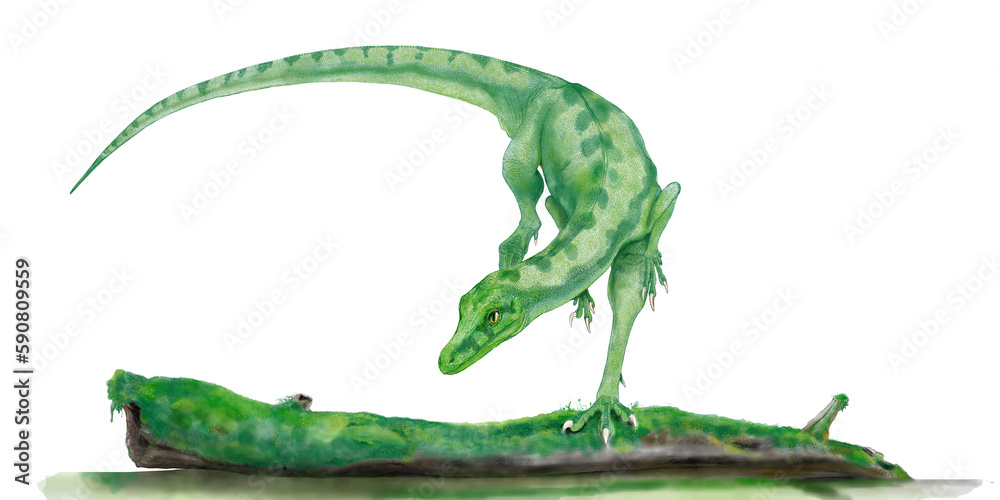 Obraz premium エオラプトル 分類が定まらない初期の恐竜姿は肉食、前歯は草食、奥歯は肉食 現在発見されている恐竜中もっとも原始的な獣脚亜目と竜脚亜目の系統樹の幹に位置する。学名は恐竜十代の幕開けを意識した夜明けの簒奪者。