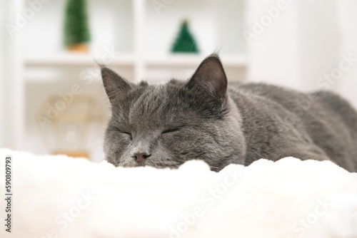 Grey cat chartreuse sleeps near the Christmas tree in anticipation of holiday. New Year and Christmas. Pets. Christmas cat.