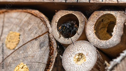 Hôtel à insecte, Osmia cornuta - European orchard bee - Osmie cornue photo
