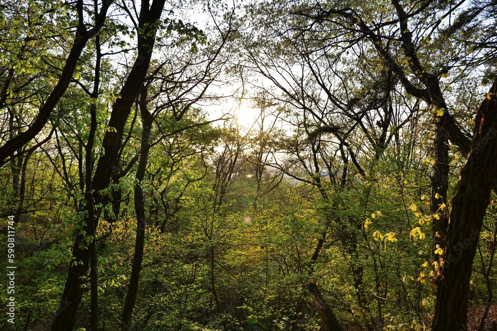 Obraz premium 나무, 나무, 네이처, green, 나무, 나무, 봄, 나뭇잎, 나뭇잎, 가지, 공원, 경관, sky, 여름, 가을, 나무, 햇빛, 식물, 태양, 단풍, 나이든, 높은, 여행용가방, 명랑한, 아웃도어