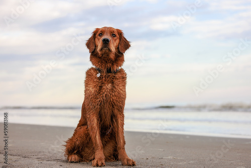 Red Golden retriever on the beach